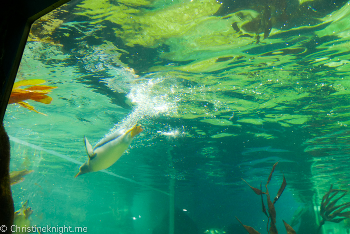 SEA LIFE Sydney Aquarium Australia