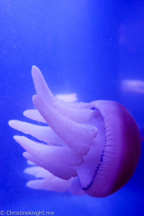 SEA LIFE Sydney Aquarium Australia