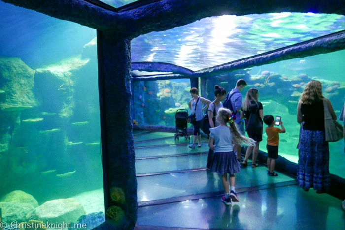 big city adventure sydney aquarium walkthrough