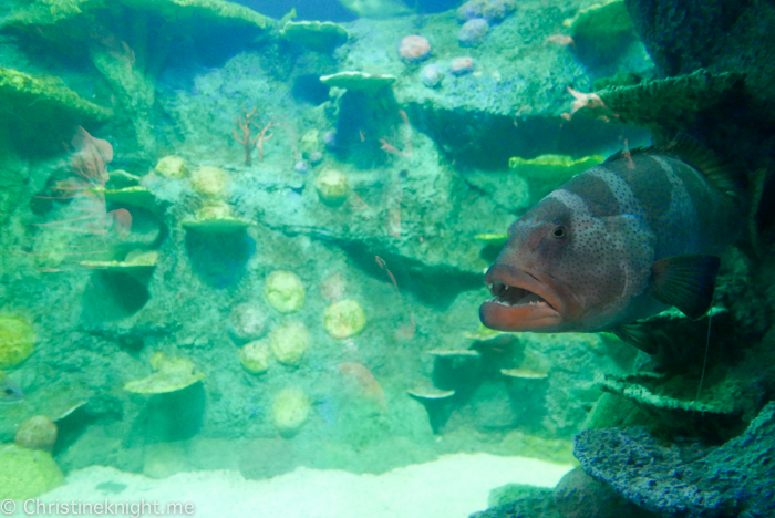 SEA LIFE Sydney Aquarium Australia