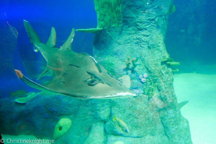 SEA LIFE Sydney Aquarium Australia