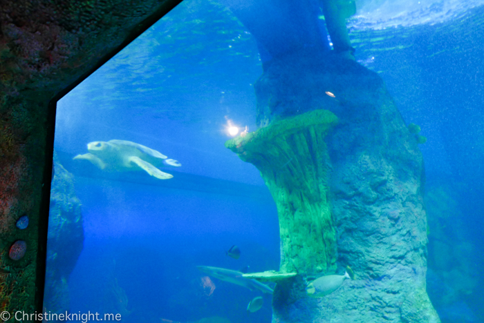 SEA LIFE Sydney Aquarium Australia