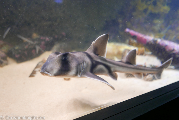 SEA LIFE Sydney Aquarium Australia