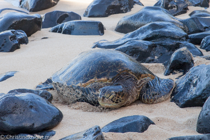 Hookpia Beach, Maui, Hawaii