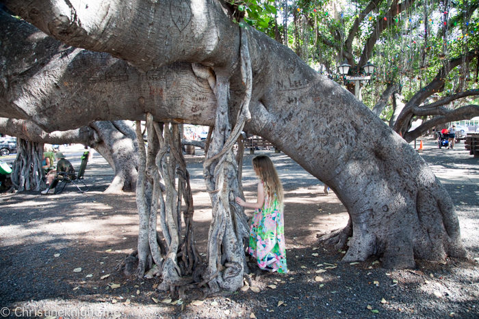 Lahaina Banyan Tree, Maui, Hawaii