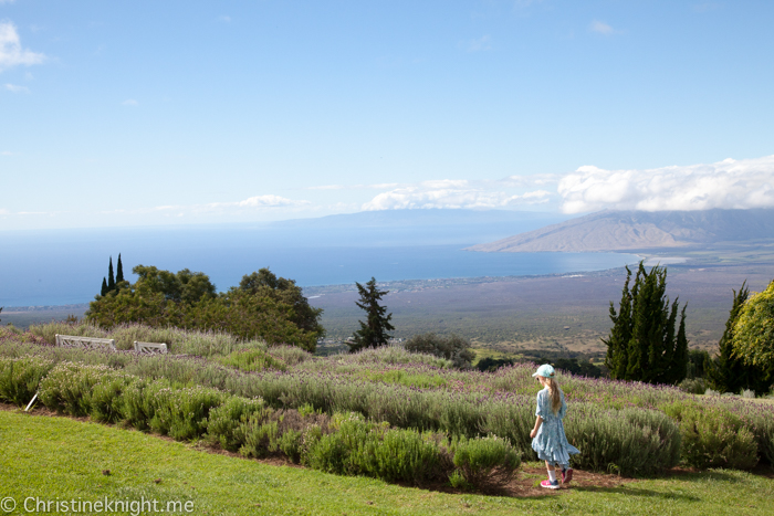 Ali'i Kula Lavender, Maui, Hawaii