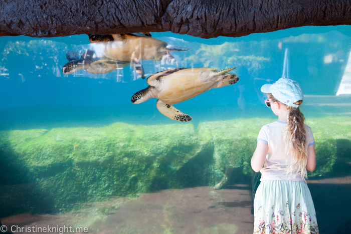 Maui Ocean Center, The Aquarium of Hawaii