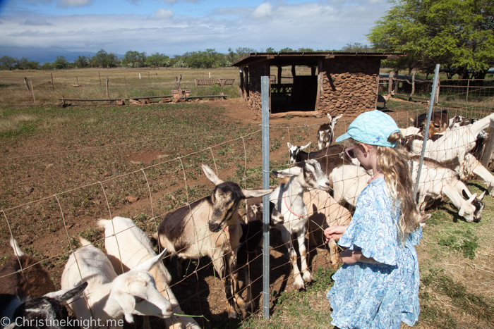 Surfing Goat Dairy, Maui, Hawaii