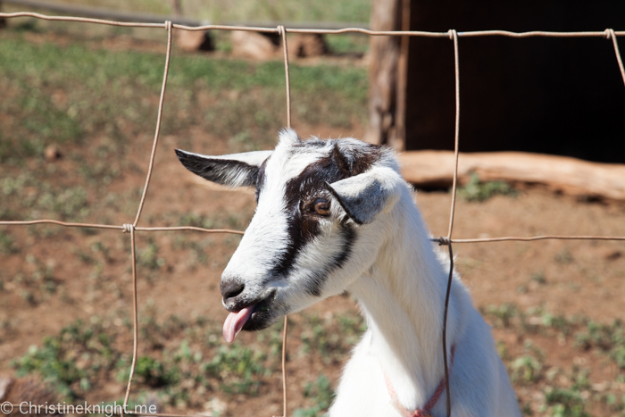 Surfing Goat Dairy, Maui, Hawaii