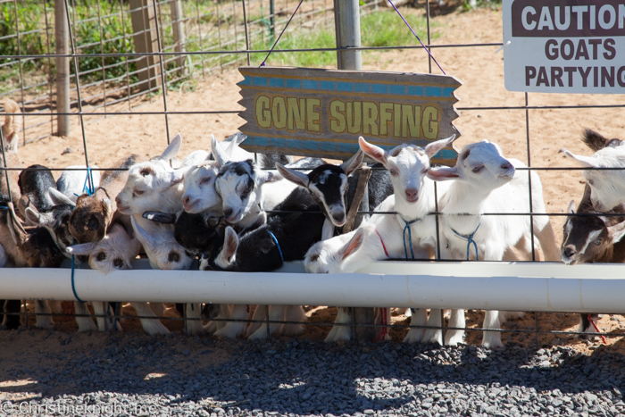 Surfing Goat Dairy, Maui, Hawaii