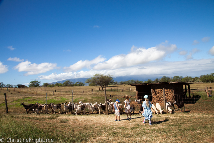 Surfing Goat Dairy, Maui, Hawaii