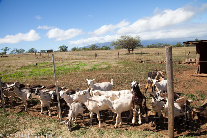 Surfing Goat Dairy, Maui, Hawaii