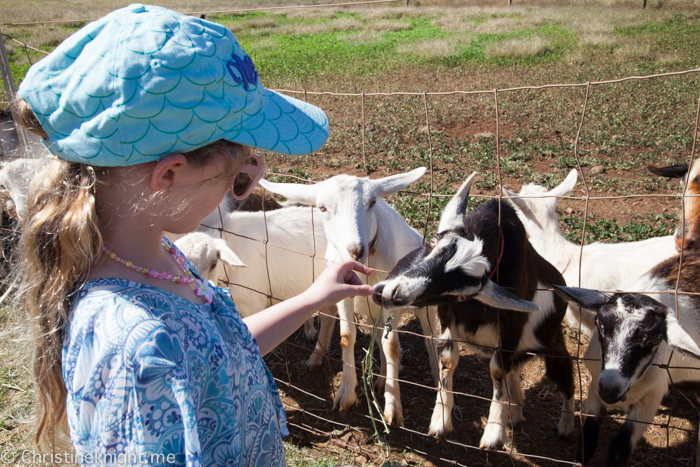 Surfing Goat Dairy, Maui, Hawaii