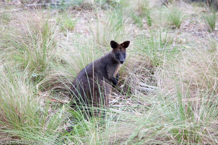 Tidbinbilla Canberra Australia