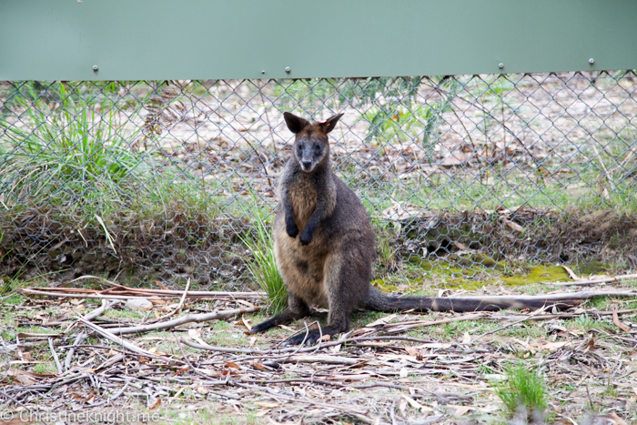 Tidbinbilla Canberra Australia