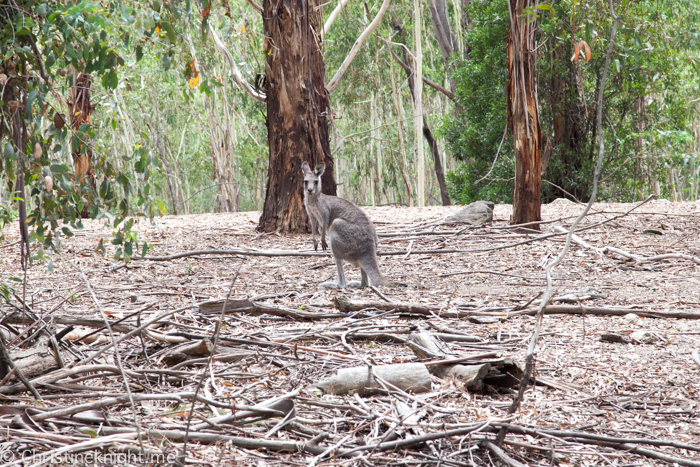 Tidbinbilla Canberra Australia