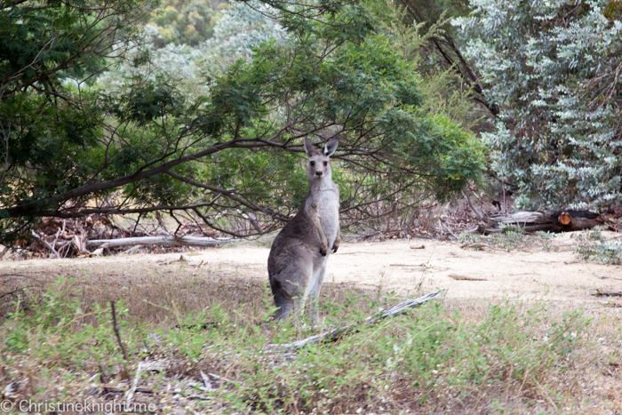 Tidbinbilla Canberra Australia