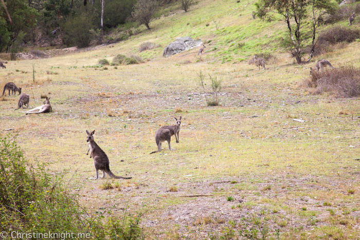 Tidbinbilla Canberra Australia