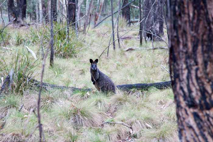 Tidbinbilla Canberra Australia