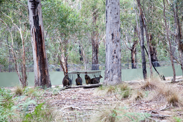 Tidbinbilla Canberra Australia