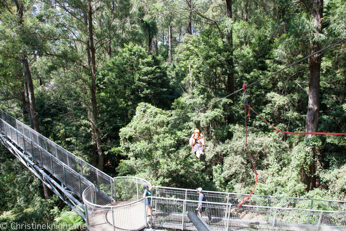 Illawarra Fly, Sydney, NSW, Australia