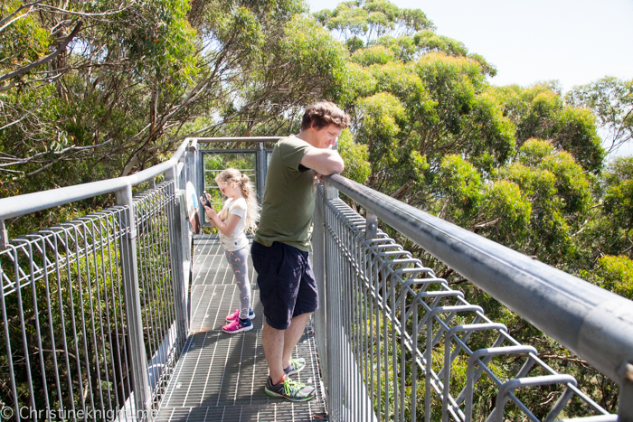 Illawarra Fly, Sydney, NSW, Australia