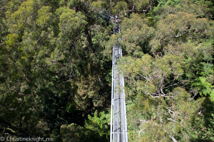 Illawarra Fly, Sydney, NSW, Australia