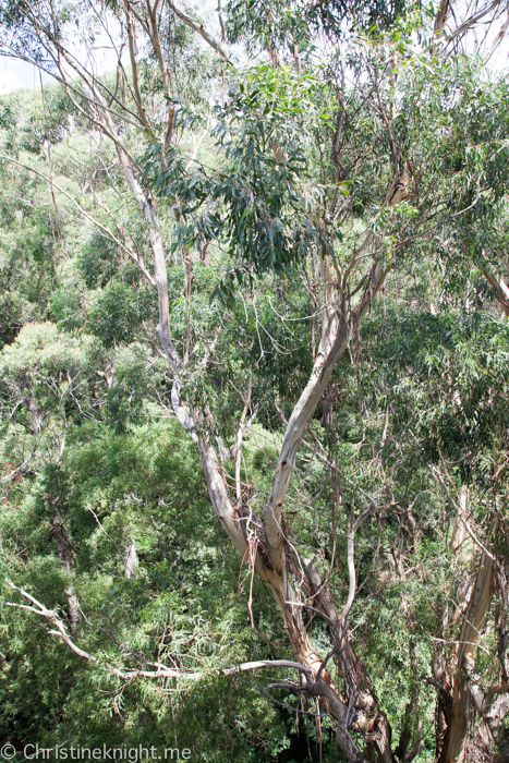 Illawarra Fly, Sydney, NSW, Australia