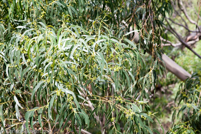 Illawarra Fly, Sydney, NSW, Australia