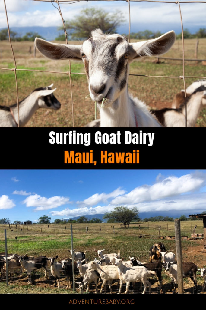 Surfing Goat Dairy, Maui Hawaii Adventure, baby!
