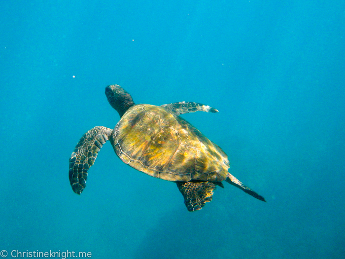 Turtle Town, Maui, Hawaii