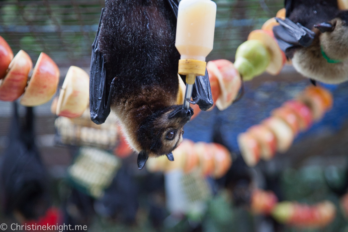 Tolga Bat Hospital, Atherton Tablelands, Cairns, Australia