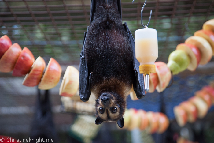 Tolga Bat Hospital, Atherton Tablelands, Cairns, Australia