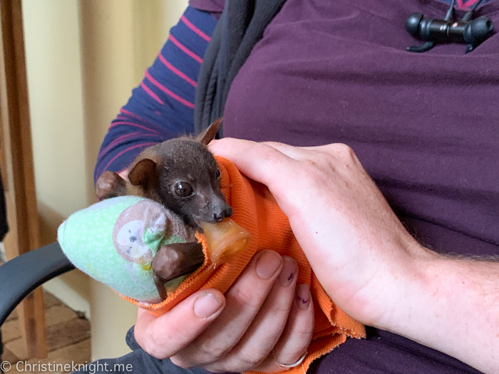 Tolga Bat Hospital, Atherton Tablelands, Cairns, Australia