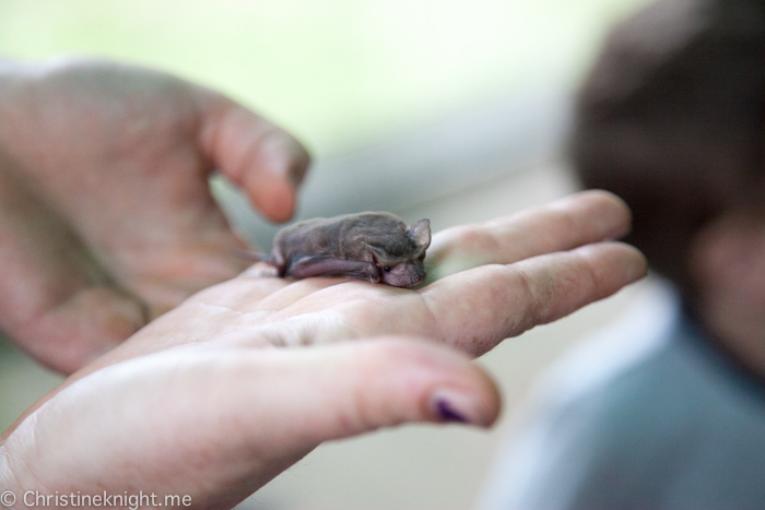 Tolga Bat Hospital, Atherton Tablelands, Cairns, Australia