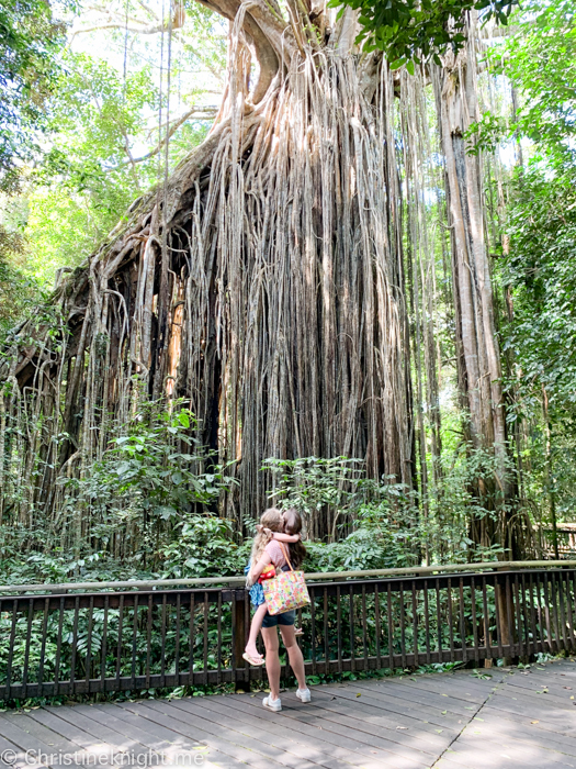 Atherton Tablelands, Cairns, Australia