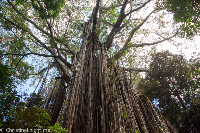 Atherton Tablelands, Cairns, Australia