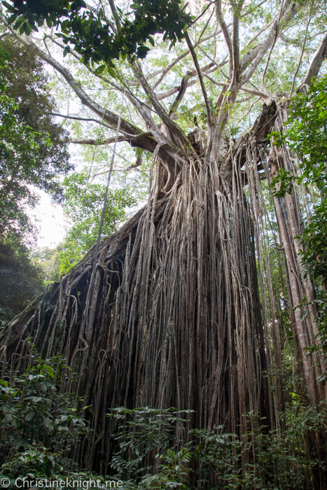 Atherton Tablelands, Cairns, Australia