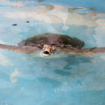 Cairns Turtle Rehabilitation Centre, Fitzroy Island, Qld, Australia
