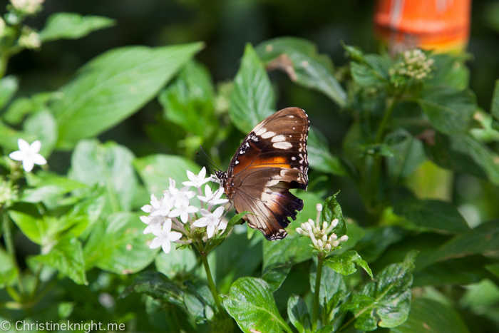 Kuranda Australian Butterfly Sanctuary Qld Australia