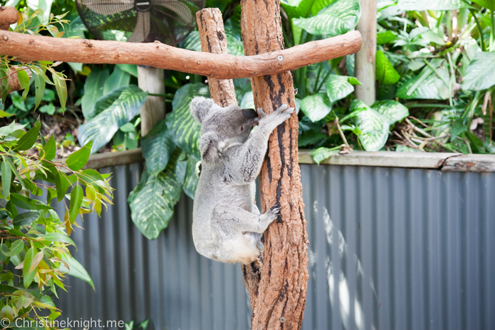 Kuranda Koala Gardens Australia