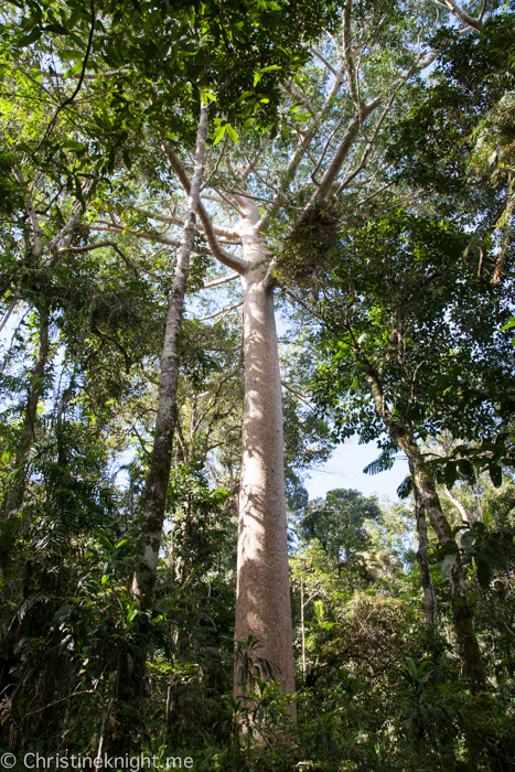 Skyrail Kuranda Cairns Australia