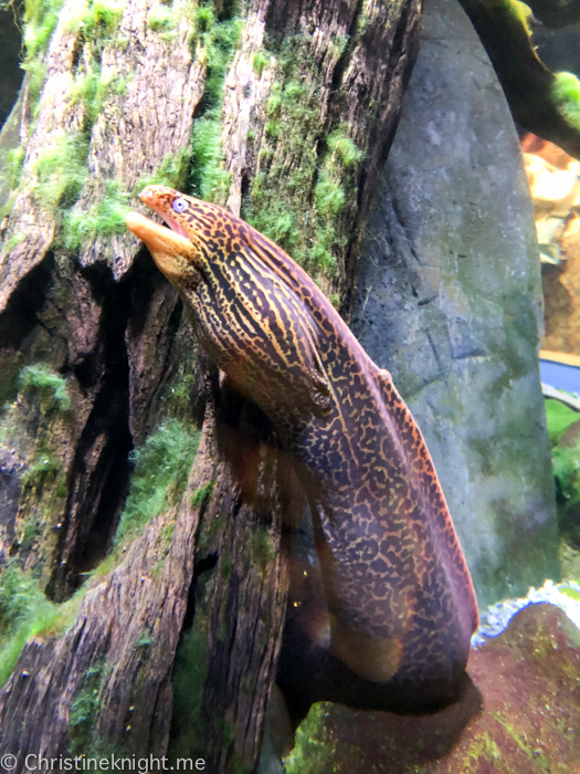 Cairns Aquarium