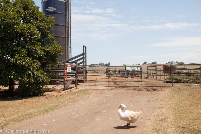 Gallo Dairyland