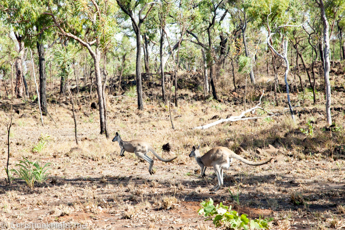 Undara Cairns