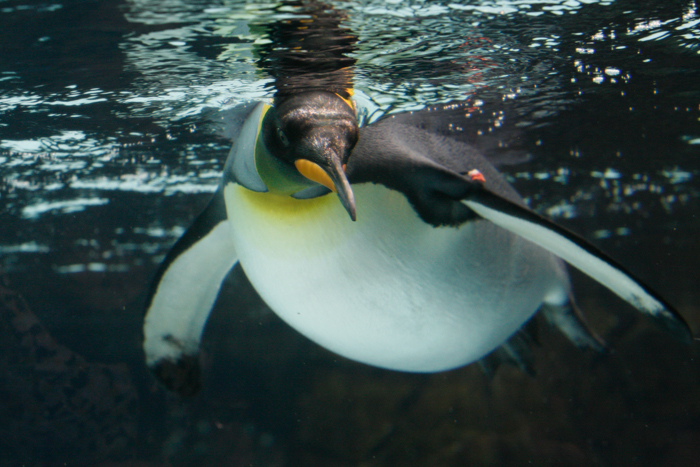 SEA LIFE Melbourne Aquarium