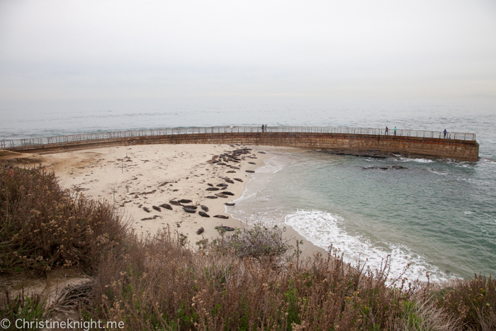 La Jolla Seals at Childrens Beach, Casa Beach, California