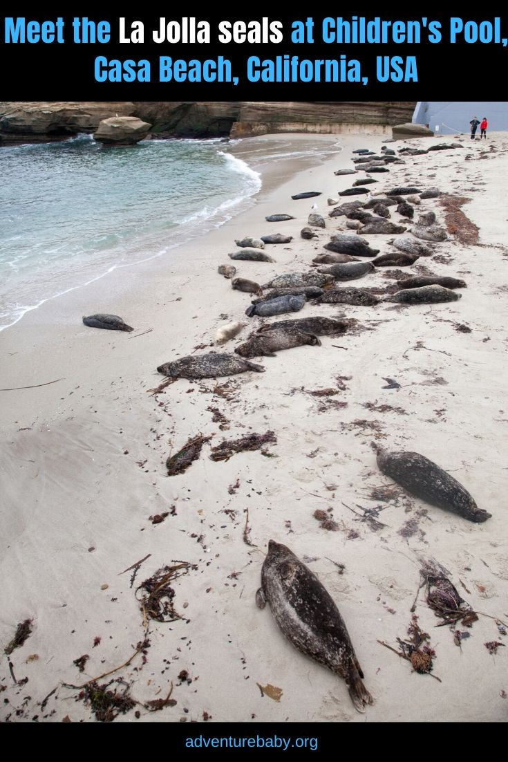 Meet the La Jolla seals at Children's Pool, Casa Beach - Adventure, baby!