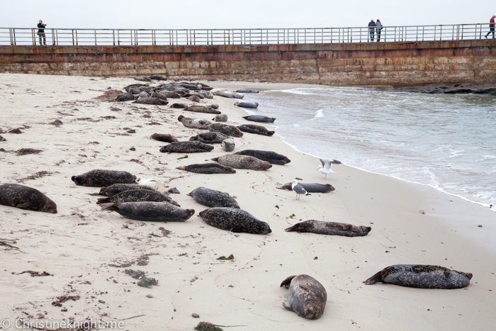 La Jolla Seals at Childrens Beach, Casa Beach, California