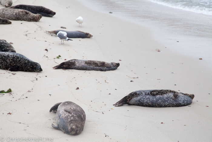 La Jolla Seals at Childrens Beach, Casa Beach, California